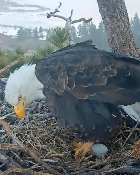 bald-eagle-ht-jef-