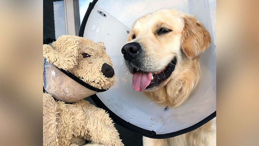 This Golden Retriever Adorably Cares For His Mini Me Stuffed