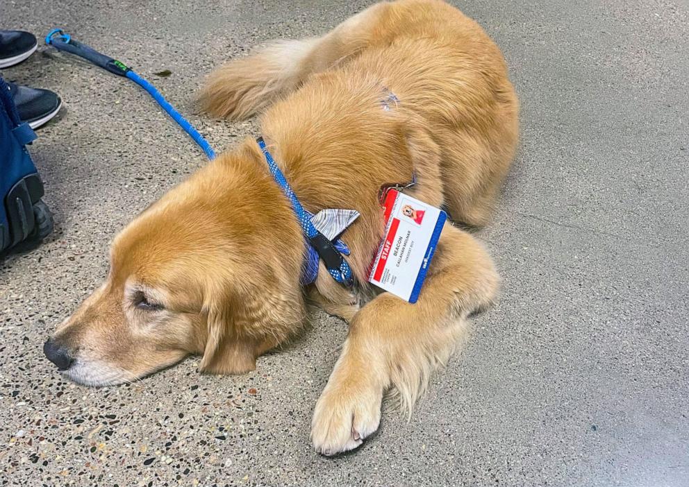 PHOTO: Beacon's official credential reads "Goodest Boy." On Friday night, he was exhausted after a tough competition.