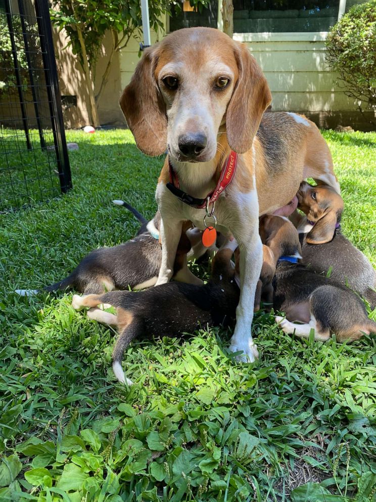 PHOTO: Mia, the dog adopted by Prince Harry and Meghan, is pictured feeding her puppies after arriving at the Beagle Freedom Project in Los Angeles.