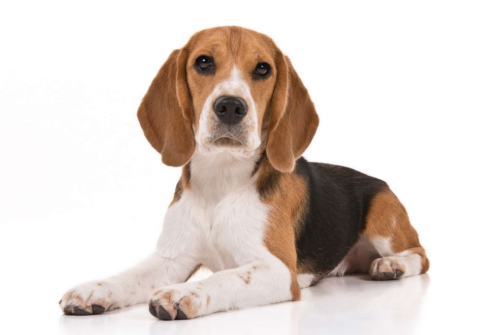 PHOTO: Beagles are No. 6 on the AKC's most popular dog breeds of 2018.