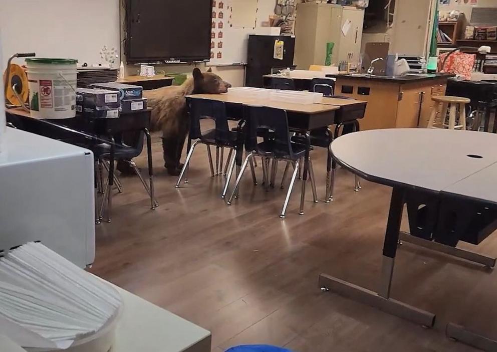 PHOTO: A bear was found roaming a classroom in California, according to teacher Elaine Salmon.