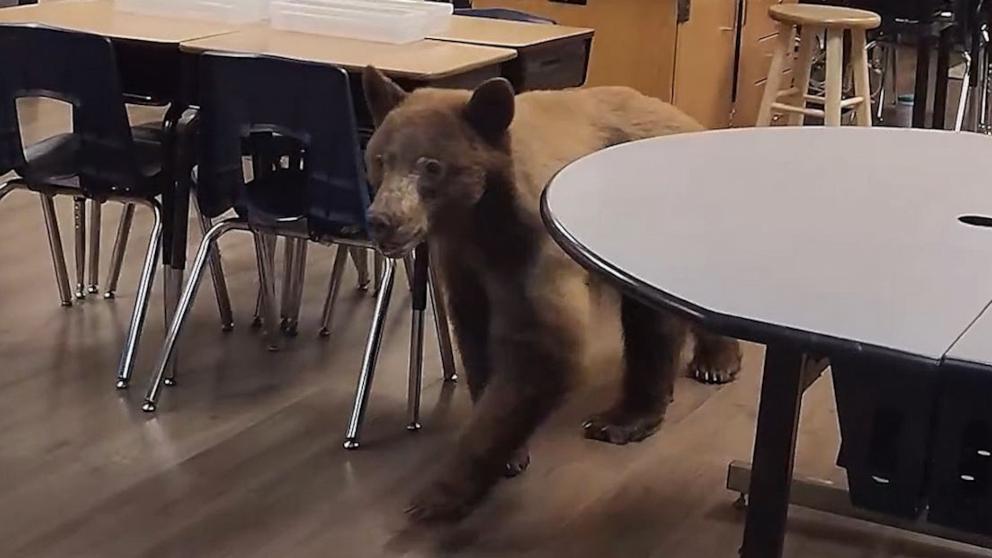 PHOTO: A bear was found roaming a classroom in California, according to teacher Elaine Salmon.