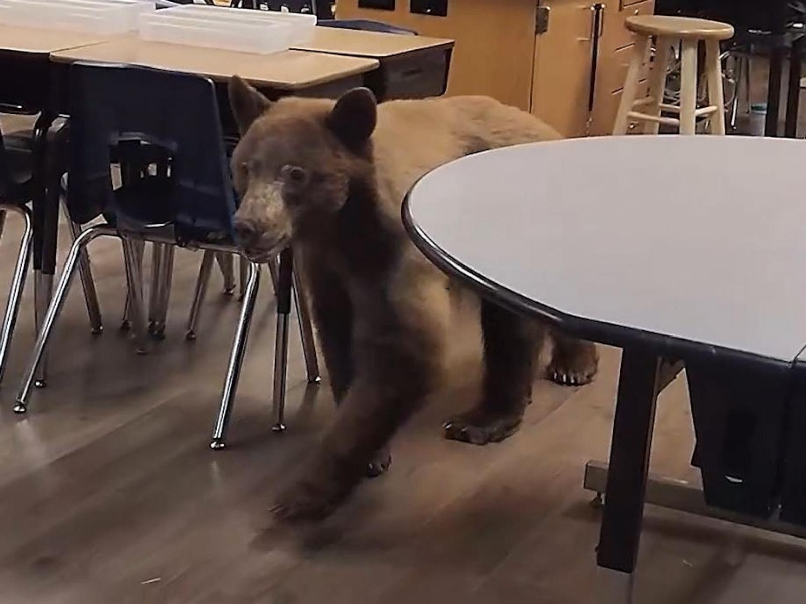 PHOTO: A bear was found roaming a classroom in California, according to teacher Elaine Salmon.