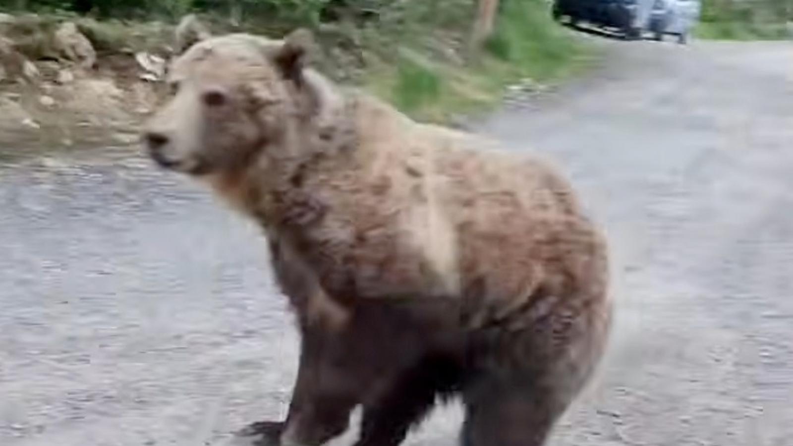 PHOTO: Jessie Oakes was out on a walk with her dog when they both encountered a grizzly bear, seen in this video posted to Storyful, June 27, 2026.