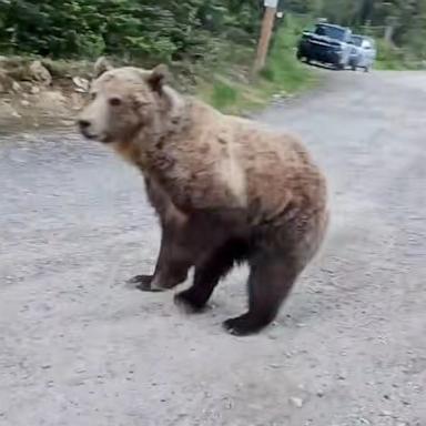 PHOTO: Jessie Oakes was out on a walk with her dog when they both encountered a grizzly bear, seen in this video posted to Storyful, June 27, 2026.