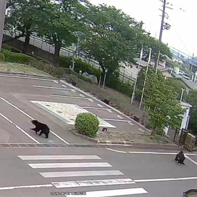 PHOTO: A bear that attacked four individuals in Fukushima, Japan, has escaped capture from a steel factory.