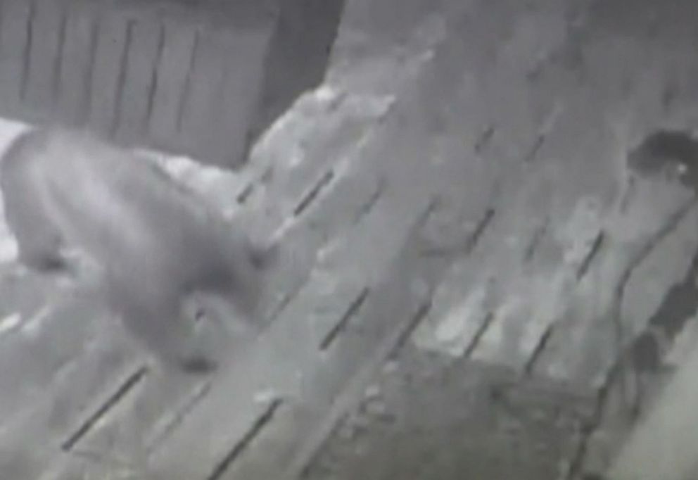 PHOTO: A bear cub is shown in this screen grab from surveillance video at the home of Jon Johnson.