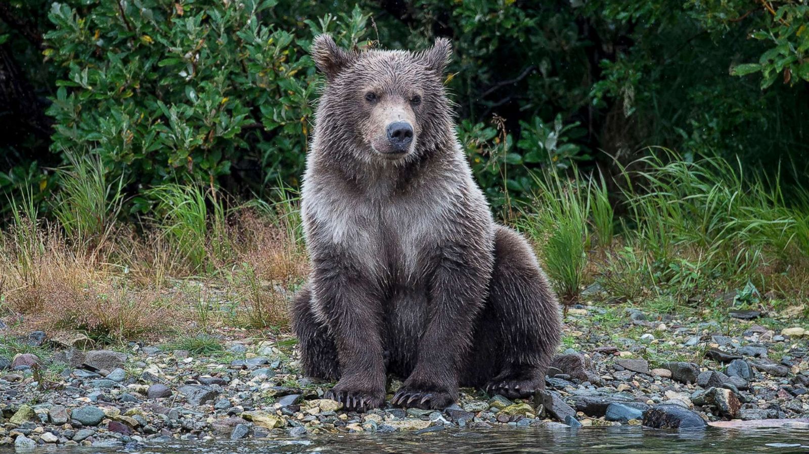 PHOTO: A Brown bear fishes for salmon on the Moraine River, Aug. 20, 2017, in Katmai National Park, Alaska.