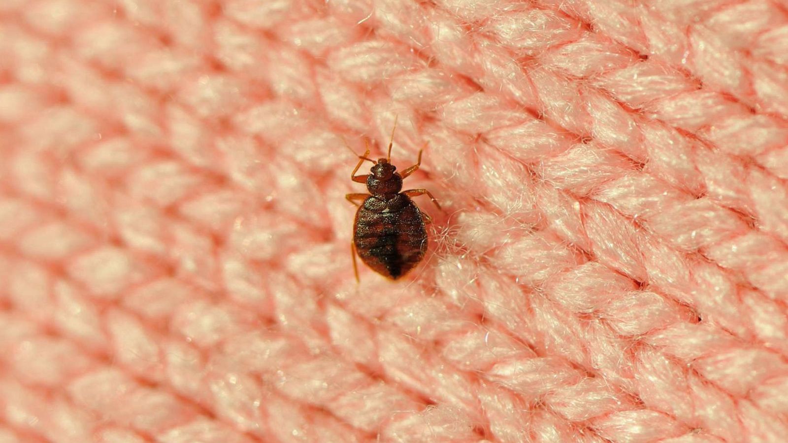 Expert tips for travelers to avoid bringing pests home in wake of Paris  bedbug infestation - ABC News
