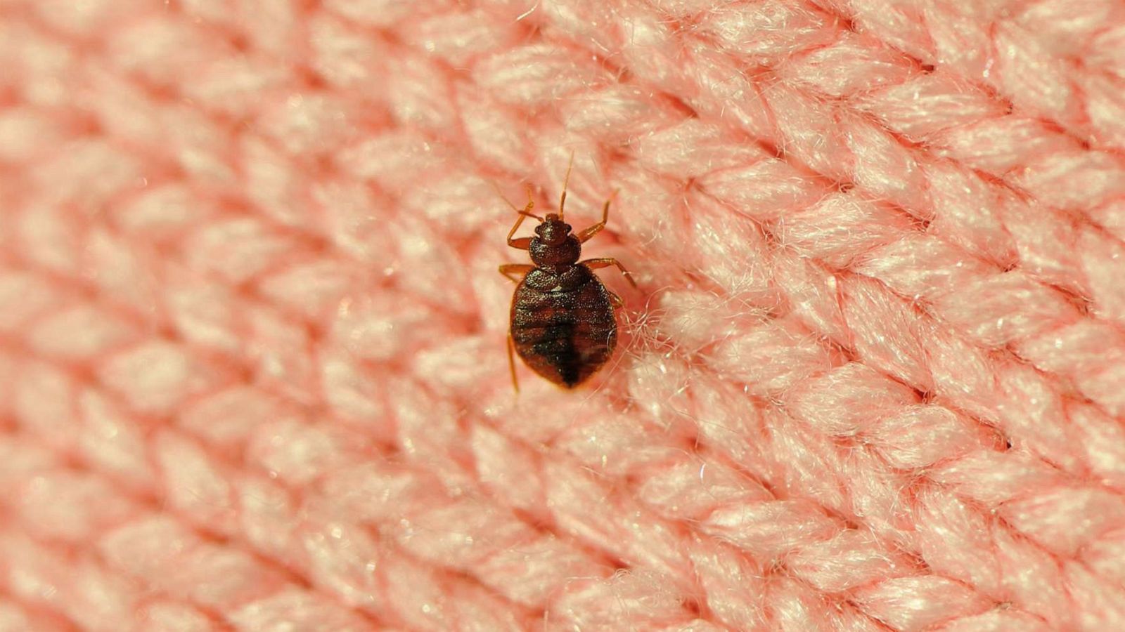 PHOTO: In an undated stock photo, a bedbug is seen on a wool blanket.