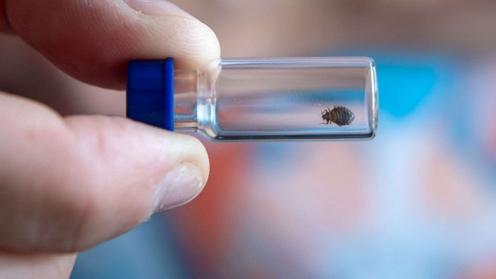 Here's How You Can Avoid Paris's Bed Bug Problem