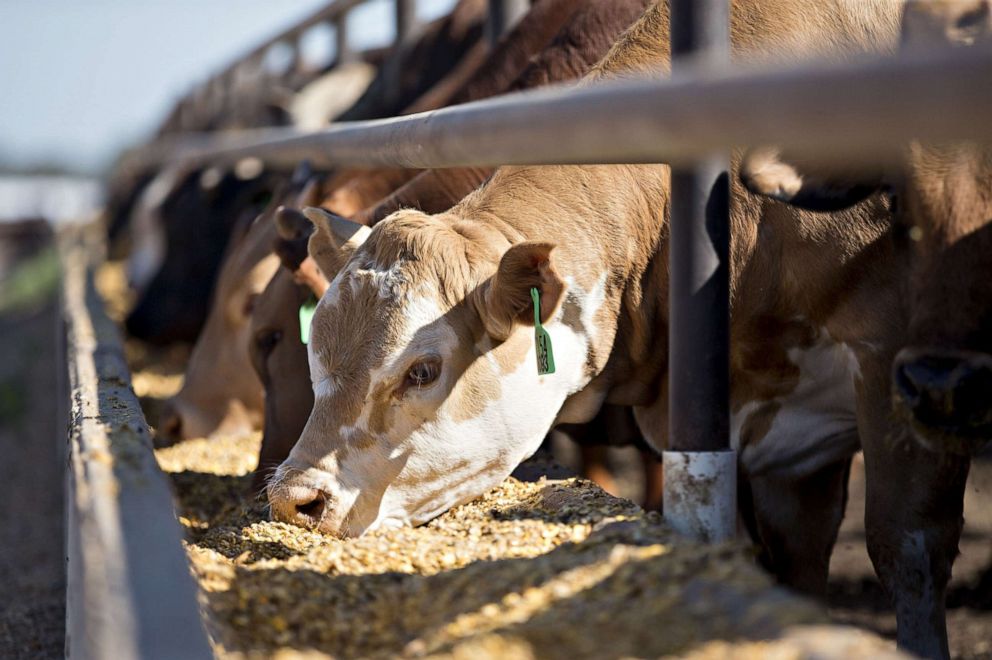 PHOTO: Beef cattle eat grain-based rations at a ranch in Texas, U.S. Photographer: Daniel Acker/Bloomberg via Getty Images