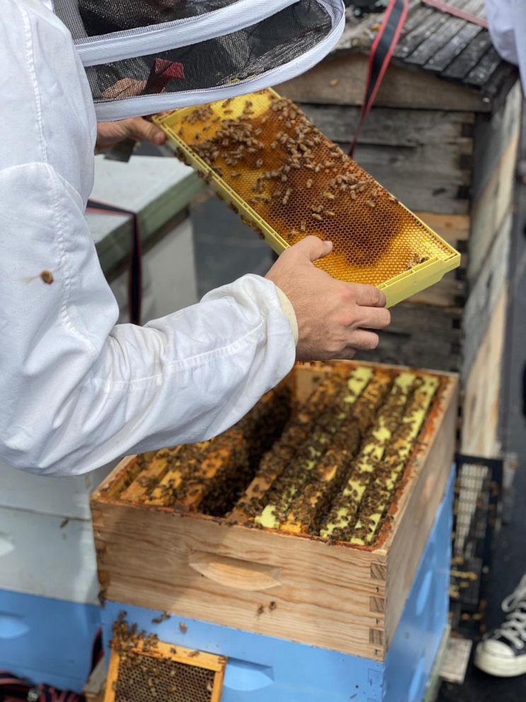 PHOTO: A beekeeper handles a tray of honey and bees in New York City.