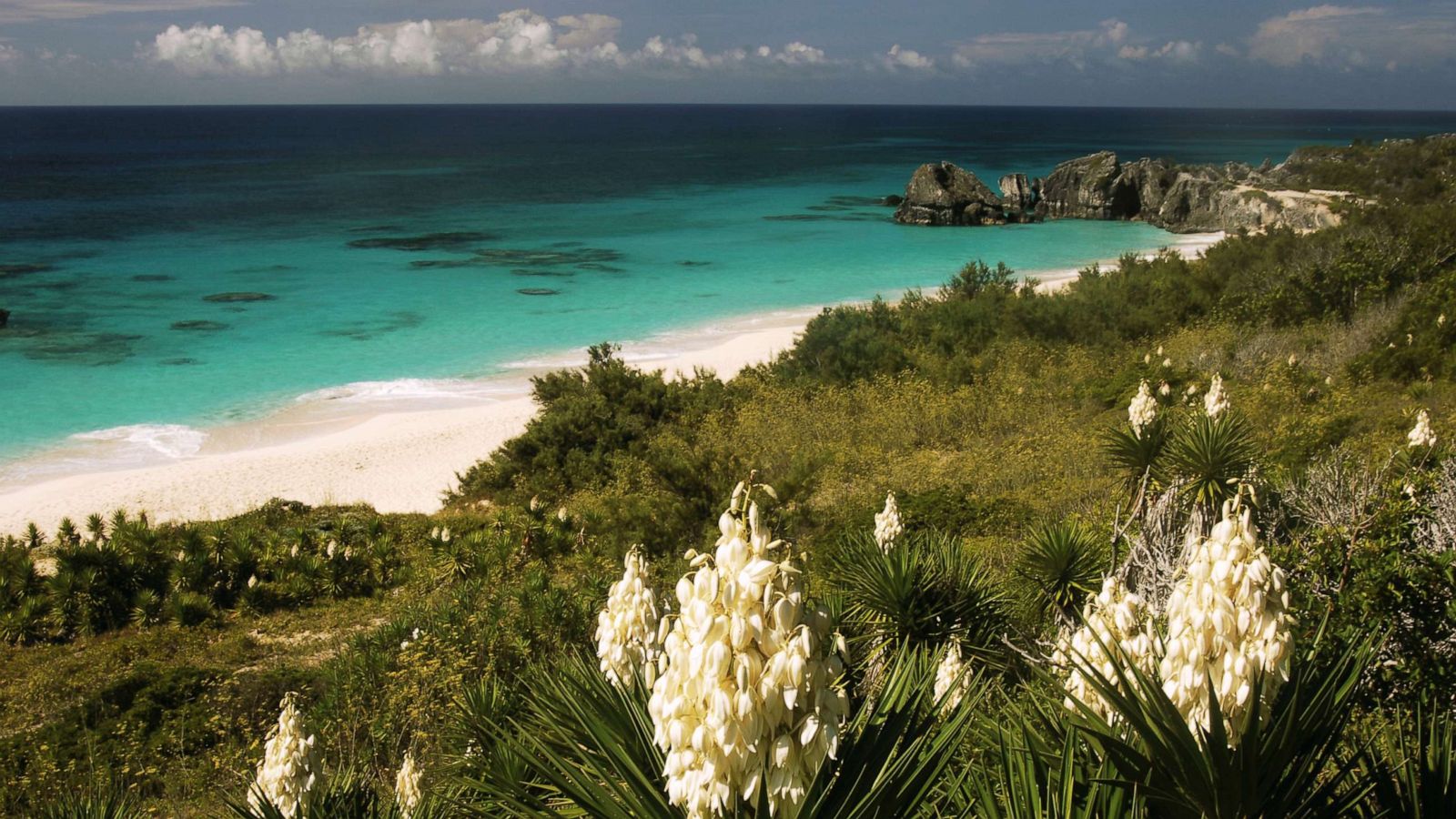 PHOTO: In this March 3, 2014, file photo, yuccas are in bloom near Horseshoe Bay, on Grand Bermida, Bermuda.