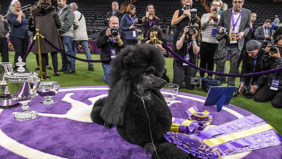 PHOTO: Siba, a Standard Poodle, sits in the winners circle after winning Best in Show during the annual Westminster Kennel Club Dog Show on Feb. 11, 2020, in New York City.