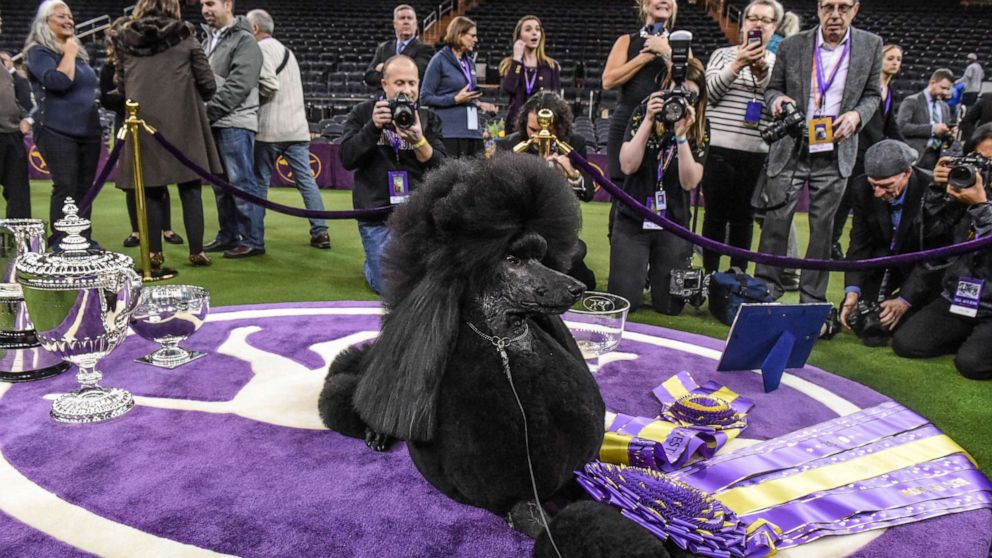 Westminster dog show moved from Madison Square Garden for 1st time in