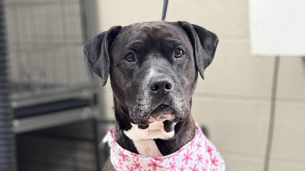 PHOTO: Sienna, a 4-year-old lab and pit bull mix, is being hailed a hero.