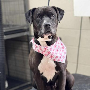PHOTO: Sienna, a 4-year-old lab and pit bull mix, is being hailed a hero.