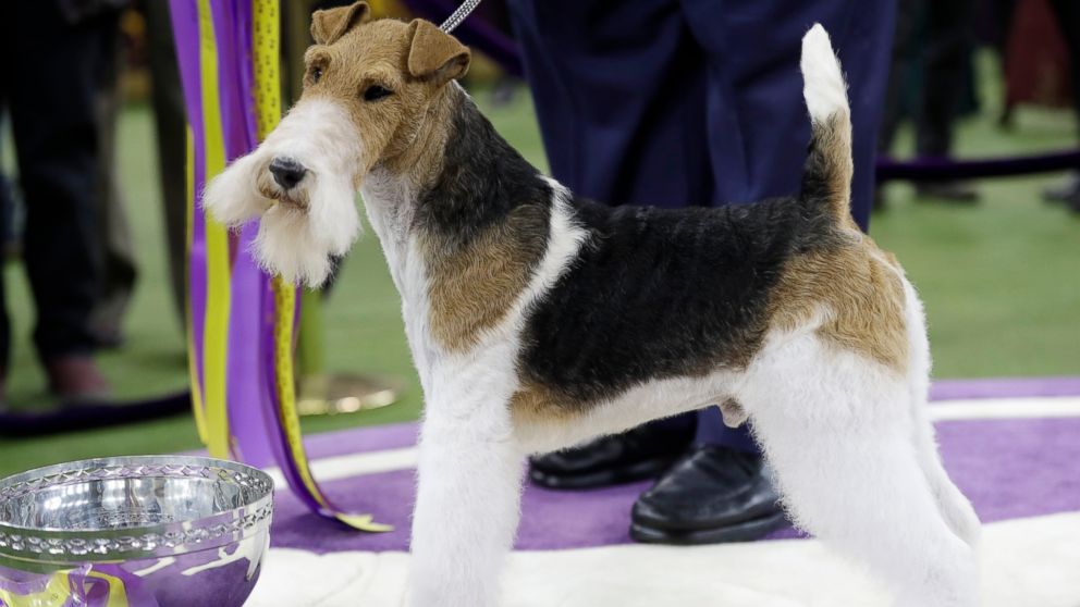 VIDEO: 4 dogs advance in Westminster Dog Show 