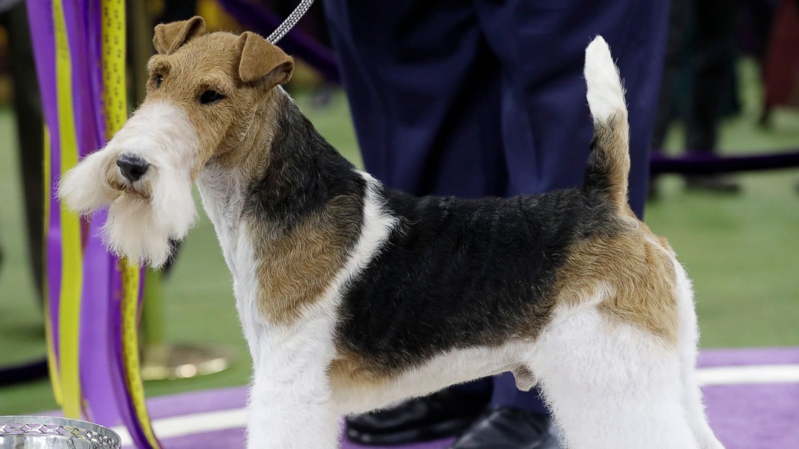 King, a wire fox terrier, poses for photographs after winning Best in Show at the 143rd Westminster Kennel Club Dog Show on Tuesday, Feb. 12, 2019, in New York.