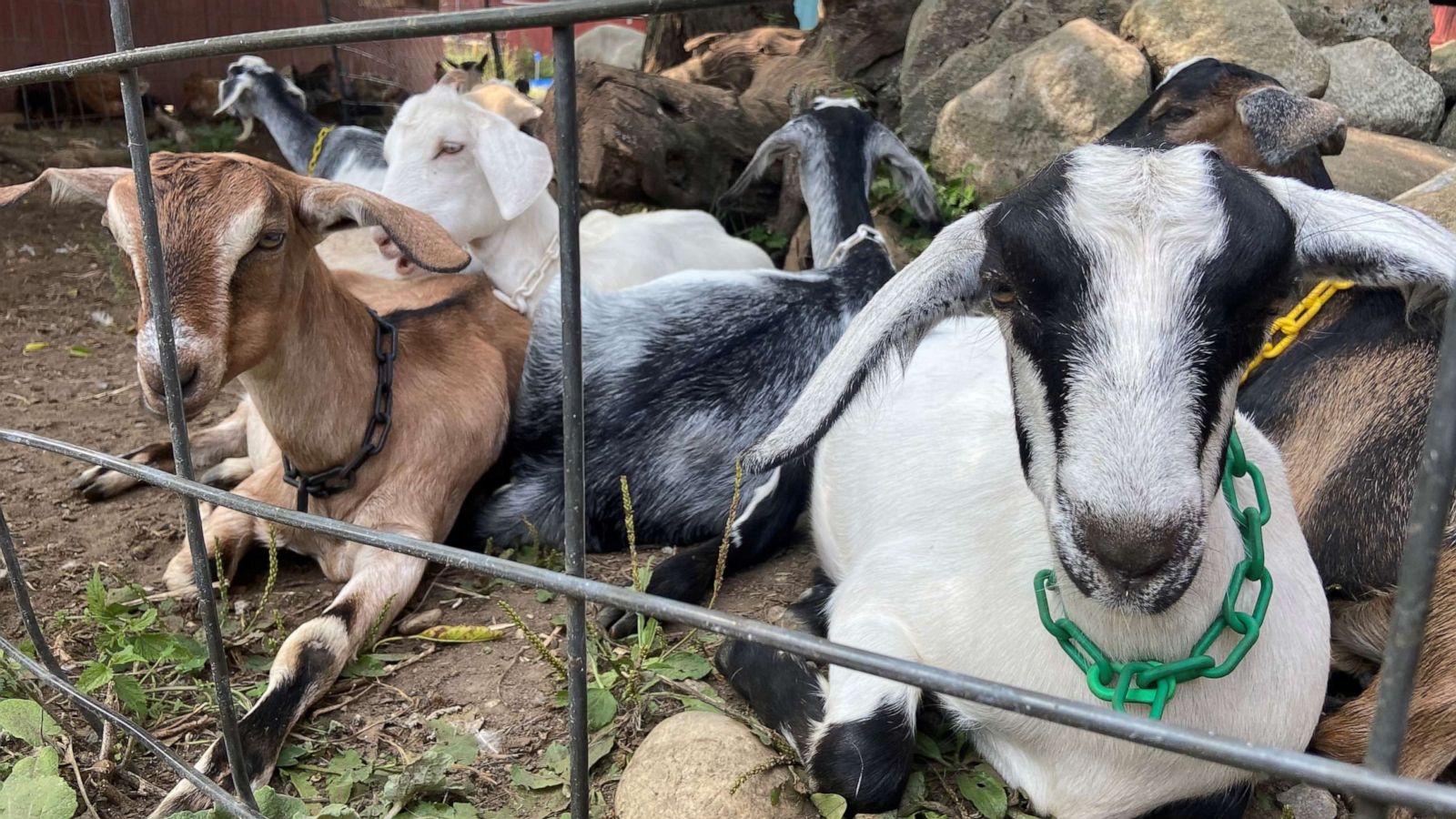 PHOTO: In 2010, Louisa Conrad and Lucas Farrell started Big Picture Farm, a small hillside goat dairy and farmstead confectionery and creamery located in Townshend, Vermont.