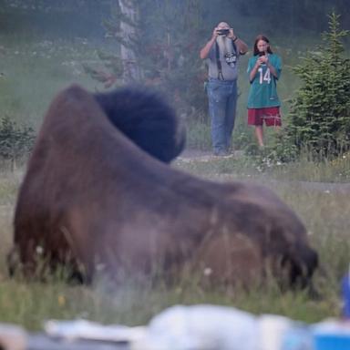PHOTO: A man photographs a bison with his grandson shortly before the bison flipped him in the air in Yellowstone National Park.