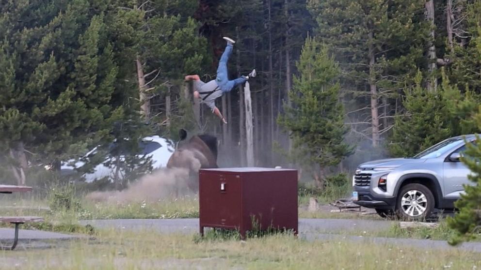 PHOTO: A man is flipped in the air by a bison in Yellowstone National Park.