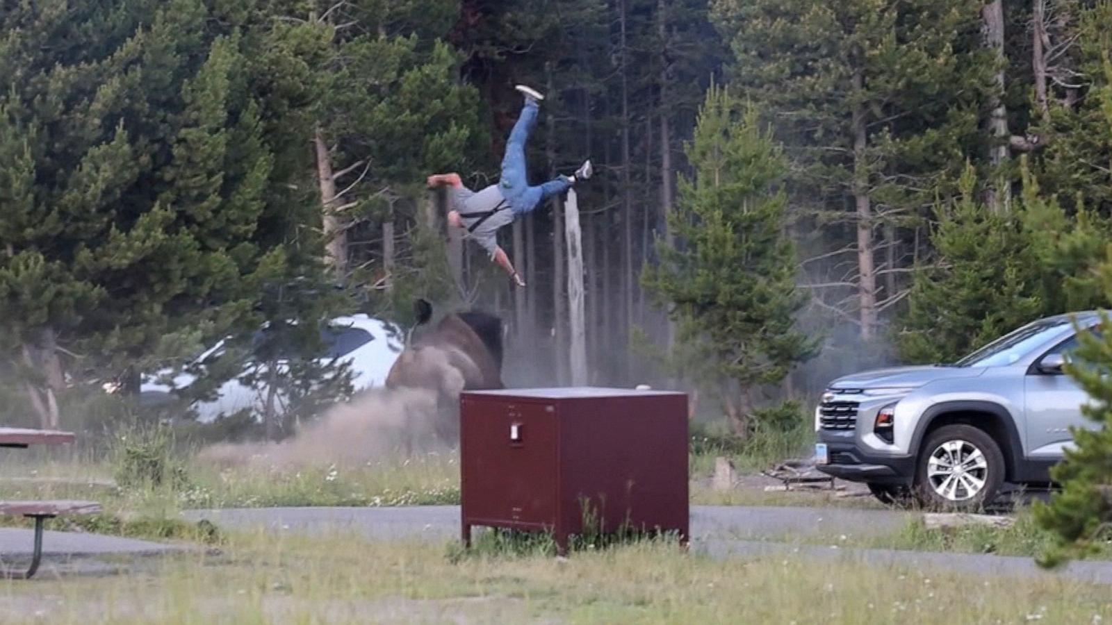 PHOTO: A man is flipped in the air by a bison in Yellowstone National Park.