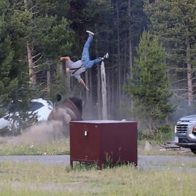 PHOTO: A man is flipped in the air by a bison in Yellowstone National Park.