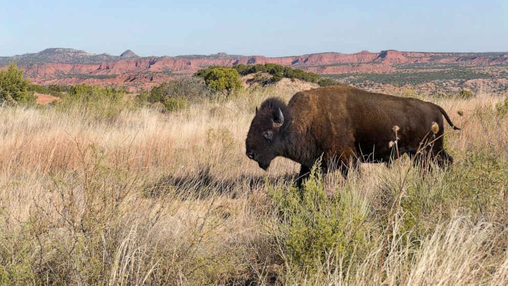 PHOTO: A huge male bison part of the official Texas State Bison Herd walks in the prairie in the Caprock Canyons State Park.