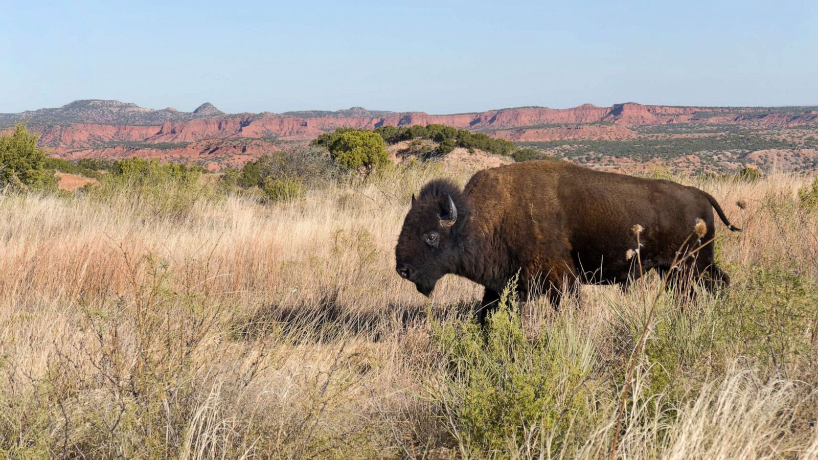 PHOTO: A huge male bison part of the official Texas State Bison Herd walks in the prairie in the Caprock Canyons State Park.