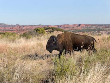 Woman gored by bison sparks