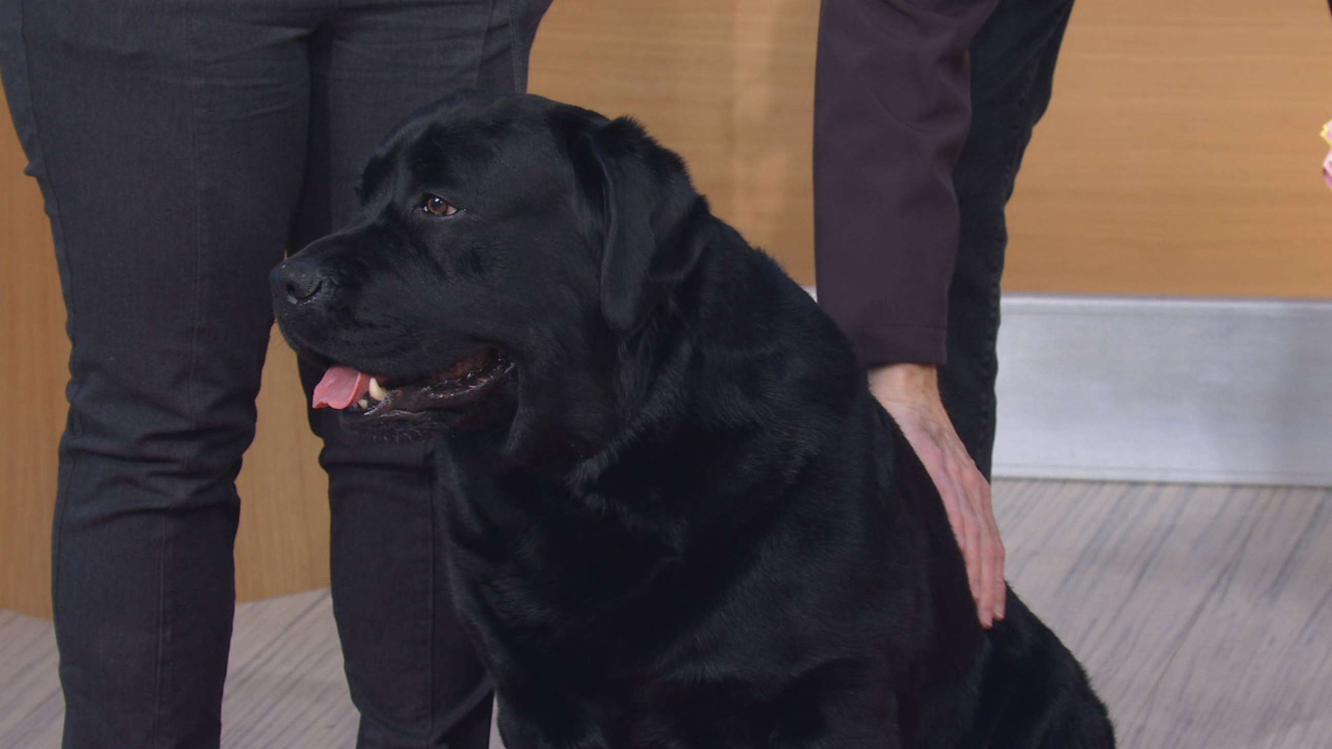 PHOTO: In second place we have the Labrador retriever - the beautiful Hola.