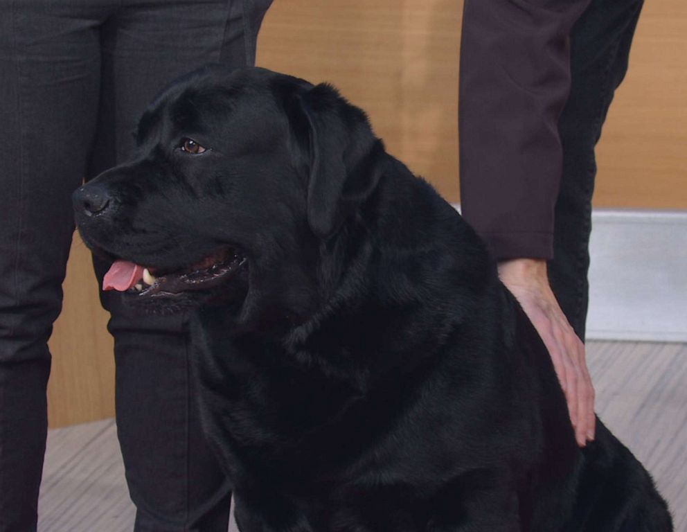 PHOTO: In second place we have the Labrador retriever - the beautiful Hola.