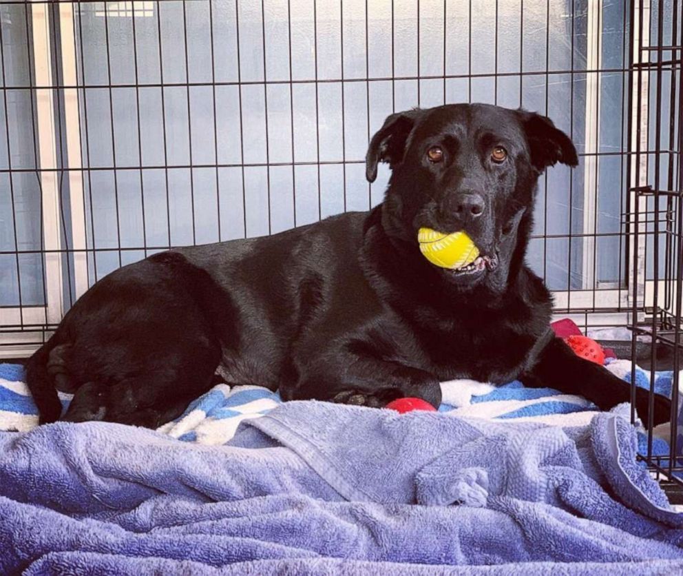 PHOTO: Despite obstacles, Maggie is a lovable dog who likes going on walks and playing with her yellow ball.