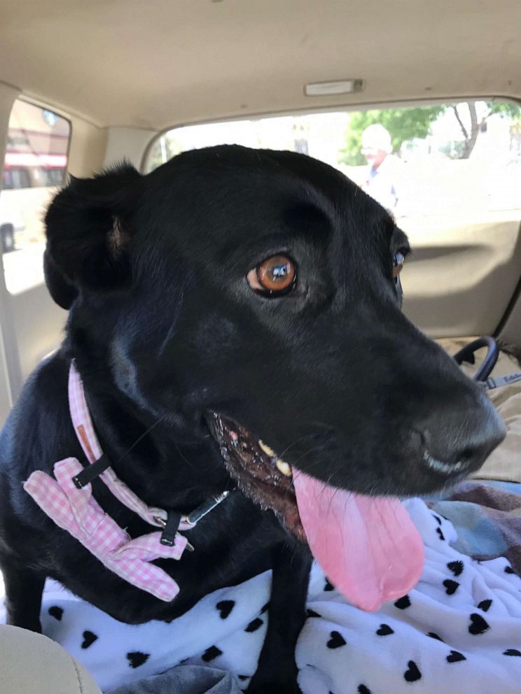 PHOTO: Maggie, a 5-year-old pup, was abandoned at a local vet clinic after a back injury left her immobile.