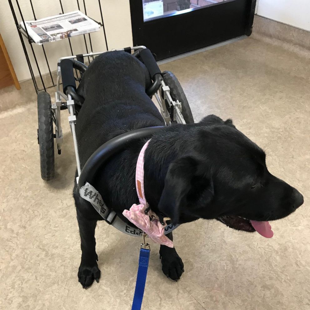 PHOTO: Maggie, a black Labrador Retriever, was adopted this month by the Yearsley family of Moreno Valley, California.