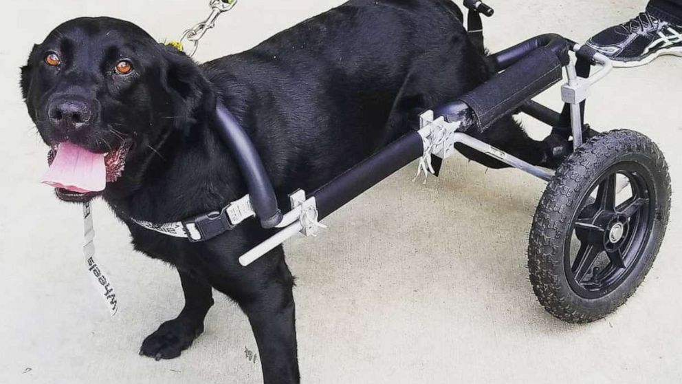 PHOTO: Maggie, a black Labrador Retriever, has found her forever home with a California family who owns a nonprofit serving people with special needs.
