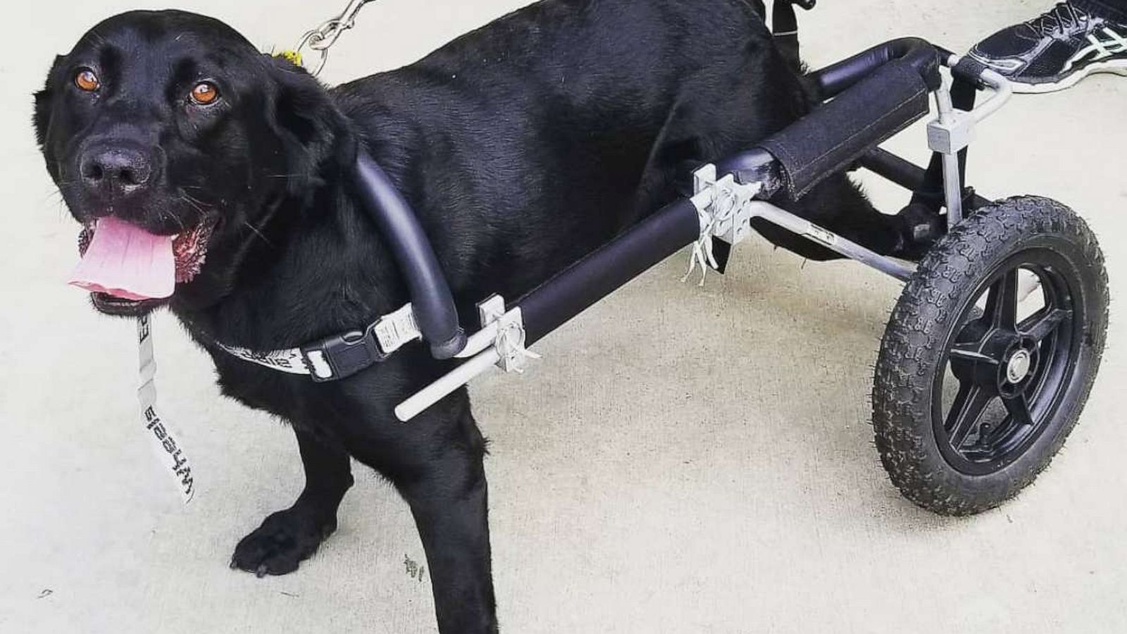 PHOTO: Maggie, a black Labrador Retriever, has found her forever home with a California family who owns a nonprofit serving people with special needs.