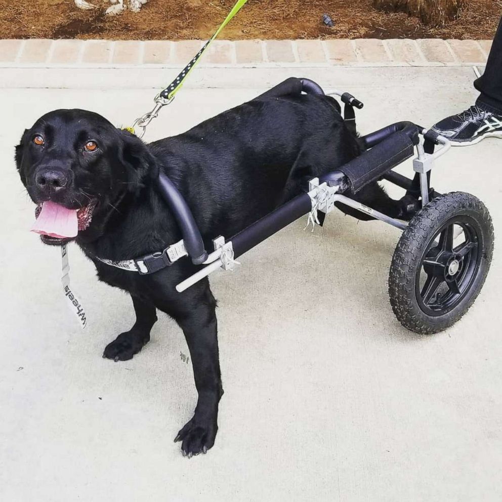 VIDEO: Black Lab in wheelchair finds her forever home 