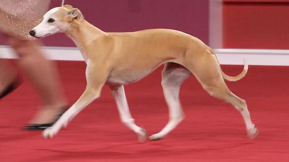 PHOTO: Bourbon the Whippet was named Best in Show at the American Kennel Club National Championship on Dec. 13, 2020, in Orlando, Fla. The show aired on ABC on Jan. 17, 2021.