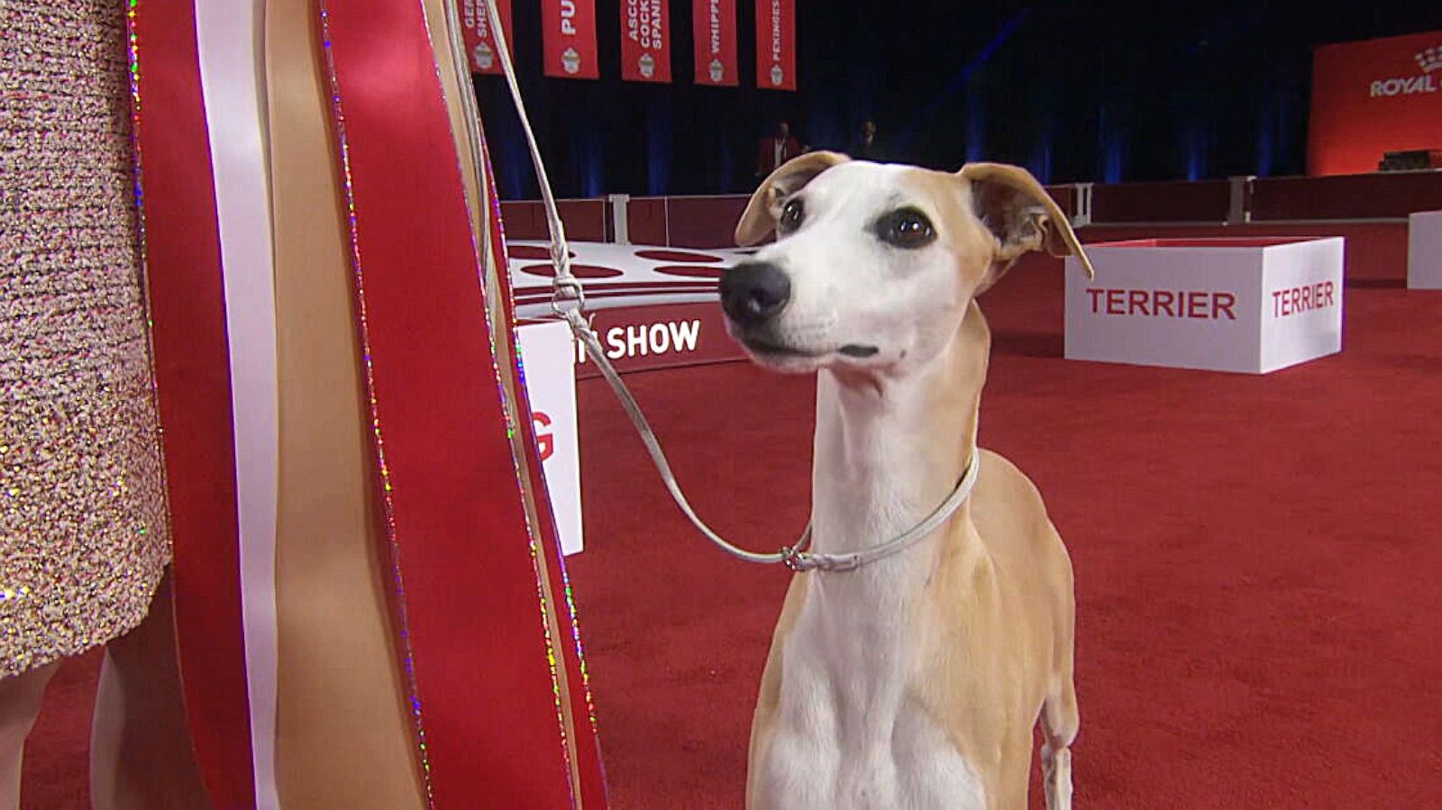 PHOTO: Bourbon the Whippet was named Best in Show at the American Kennel Club National Championship on Dec. 13, 2020, in Orlando, Fla. The show aired on ABC on Jan. 17, 2021.