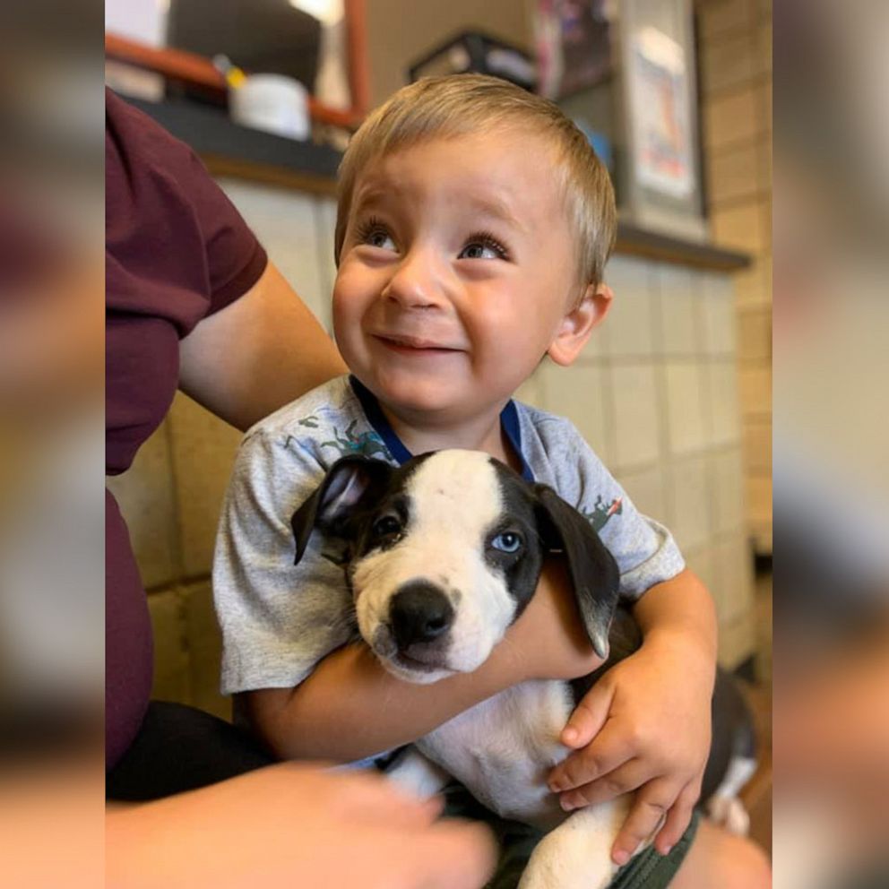 2-year-old born with cleft lip adopts puppy with cleft lip - Good Morning  America