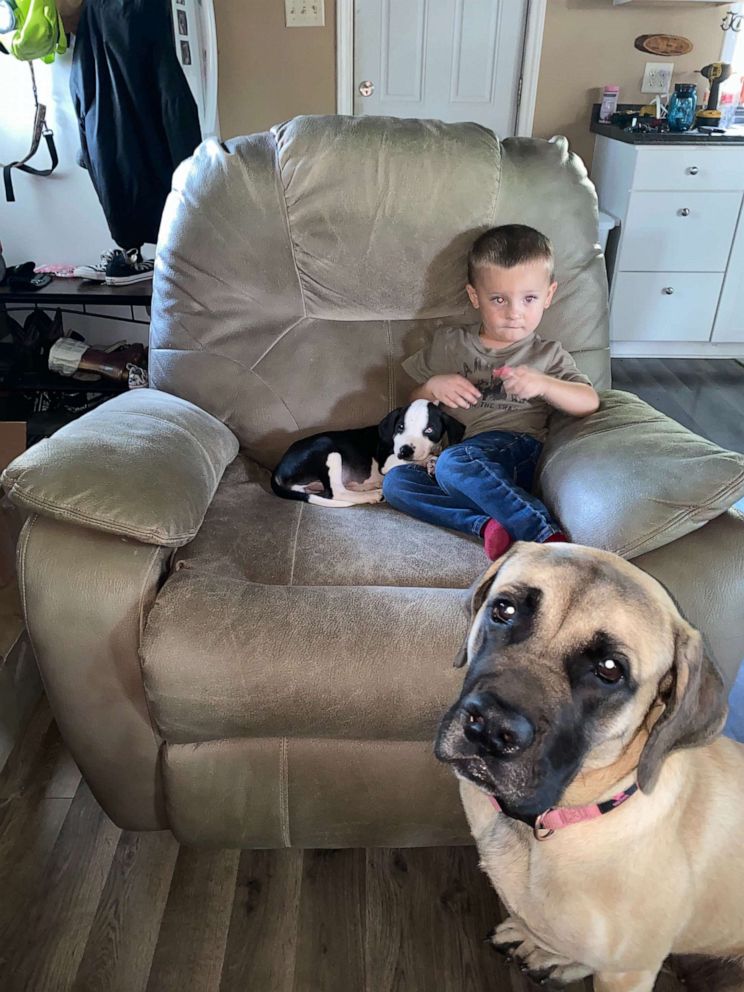 PHOTO: Bentley Boyers, 2, is seen with his puppy Lacey and English Mastiff, Remi. Both Bentley and Lacey were born with a cleft lip.