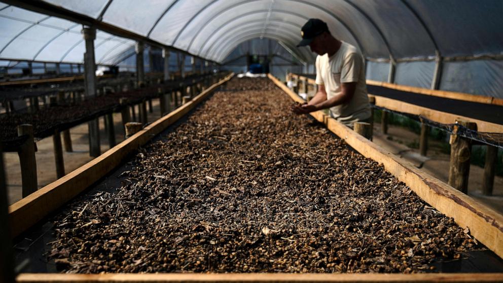 PHOTO: Rogerio Lemke, a supervisor at the Camocim coffee plantation, inspects dried droppings from the Jacu bird containing coffee beans in Domingos Martins, Espa­rito Santo state, Brazil, on Aug. 25, 2023. 