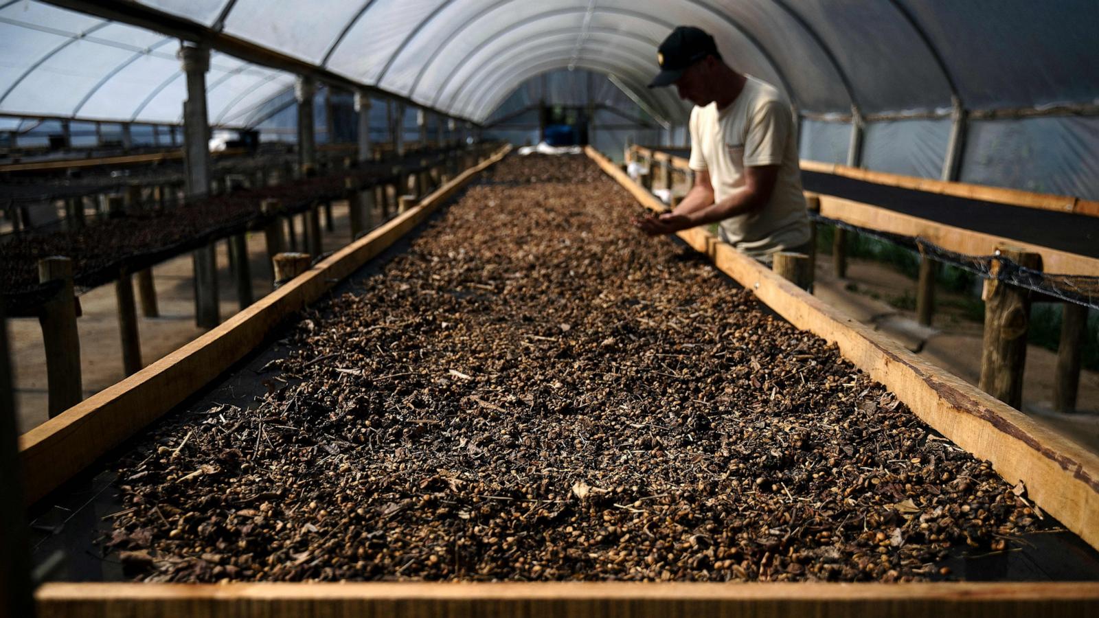 PHOTO: Rogerio Lemke, a supervisor at the Camocim coffee plantation, inspects dried droppings from the Jacu bird containing coffee beans in Domingos Martins, Espa­rito Santo state, Brazil, on Aug. 25, 2023.