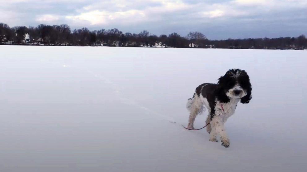 PHOTO: Brooklyn, a sheepadoodle puppy, appears here in this screengrab from drone footage.