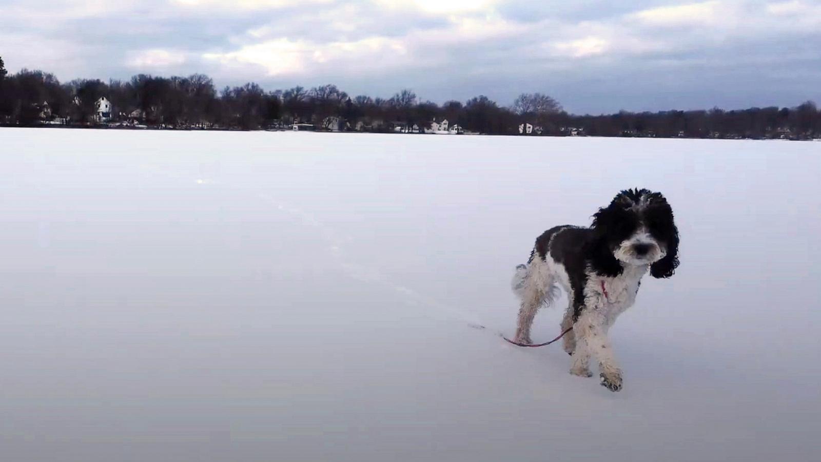 PHOTO: Brooklyn, a sheepadoodle puppy, appears here in this screengrab from drone footage.