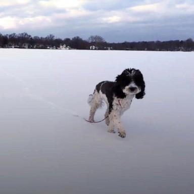 PHOTO: Brooklyn, a sheepadoodle puppy, appears here in this screengrab from drone footage.